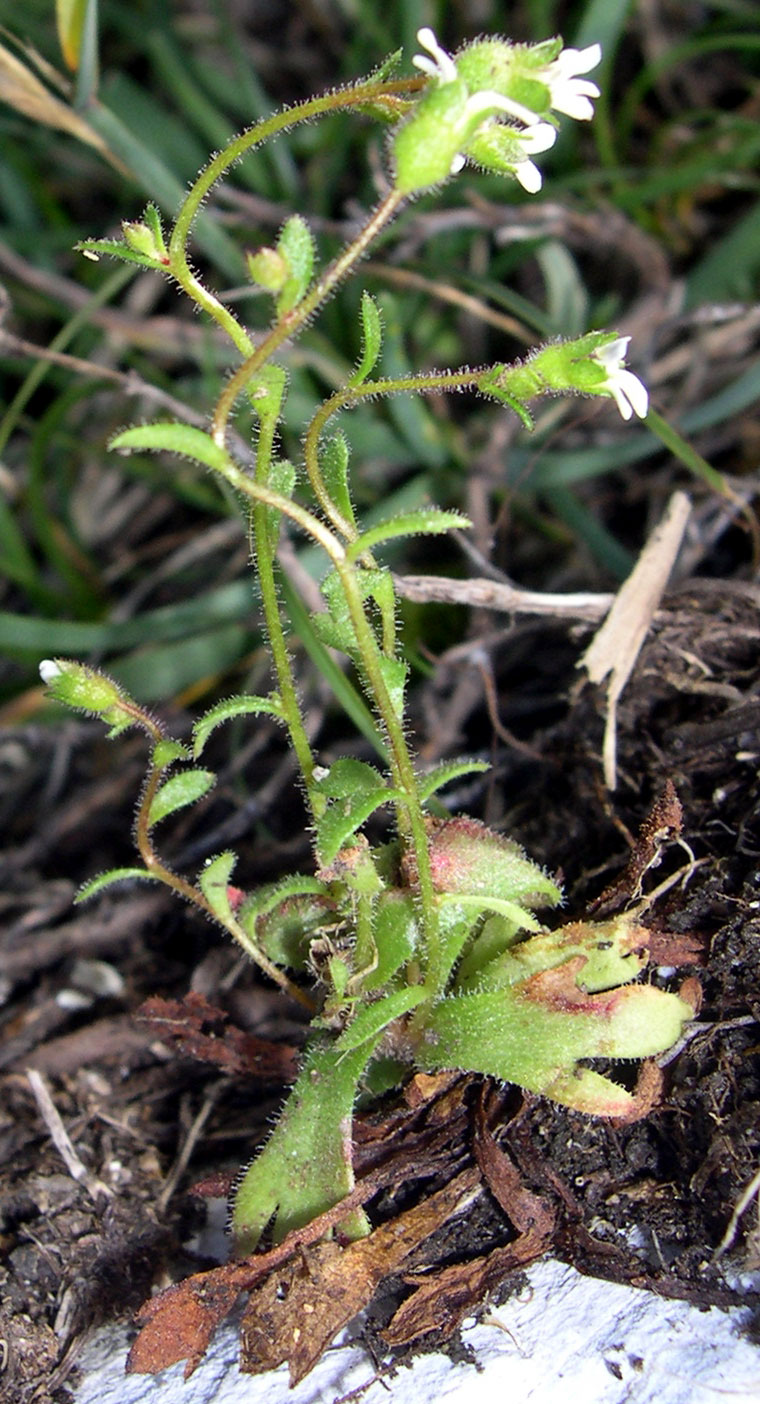 Saxifraga tridactylites