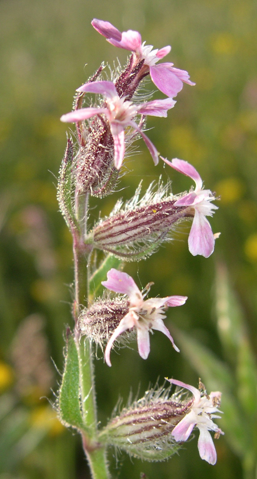 Silene gallica / Silene gallica