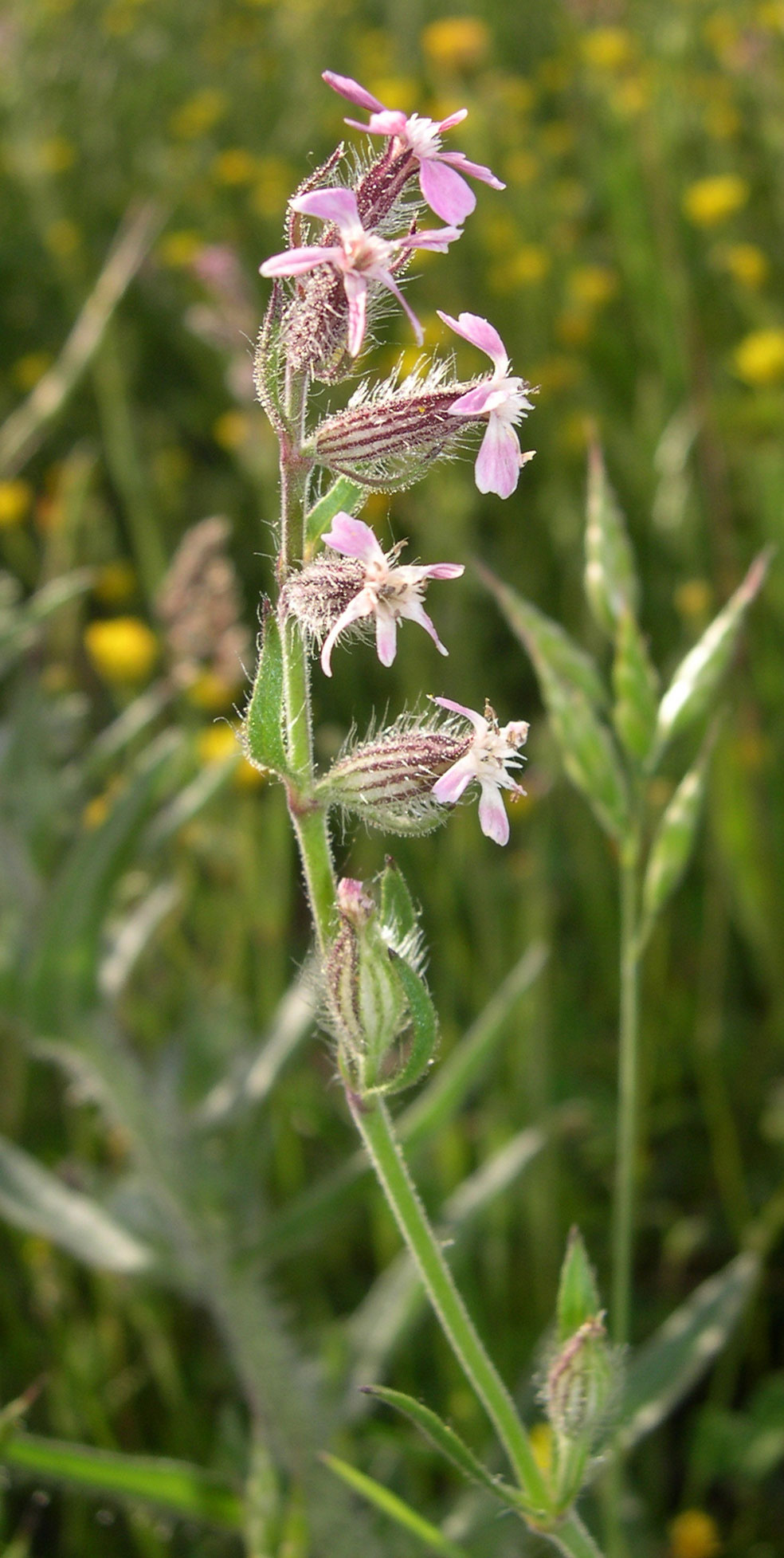 Silene gallica / Silene gallica