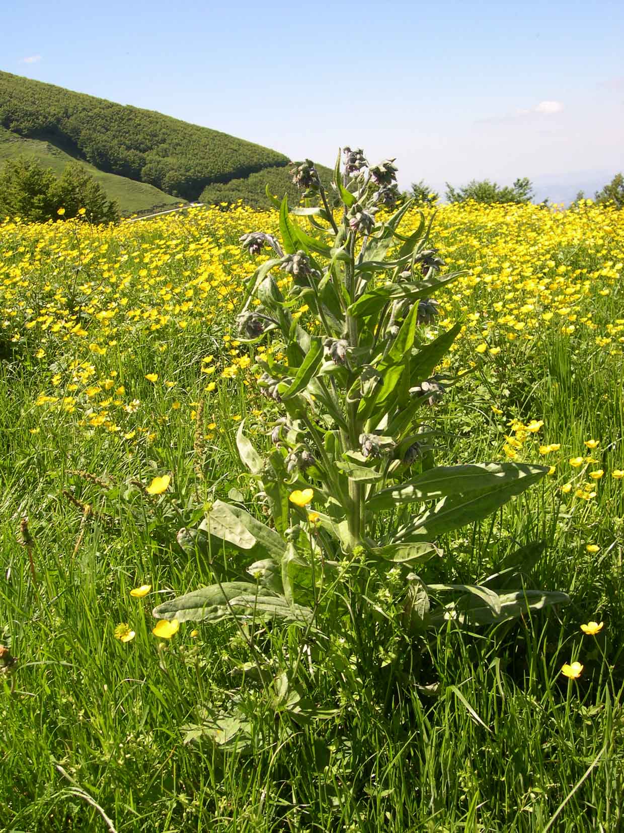 Cynoglossum apenninum (=Solenanthus apenninus) / Lingua di cane apenninica