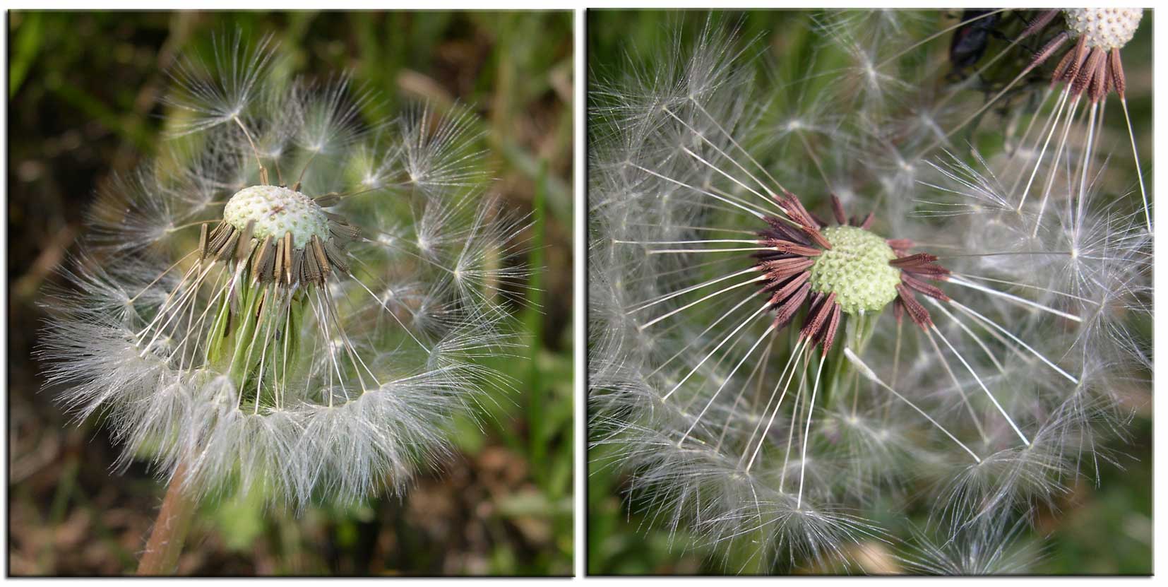 Taraxacum e poi..