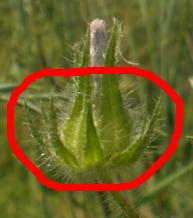 Althaea hirsuta / Altea ispida