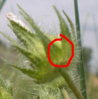 Althaea hirsuta / Altea ispida