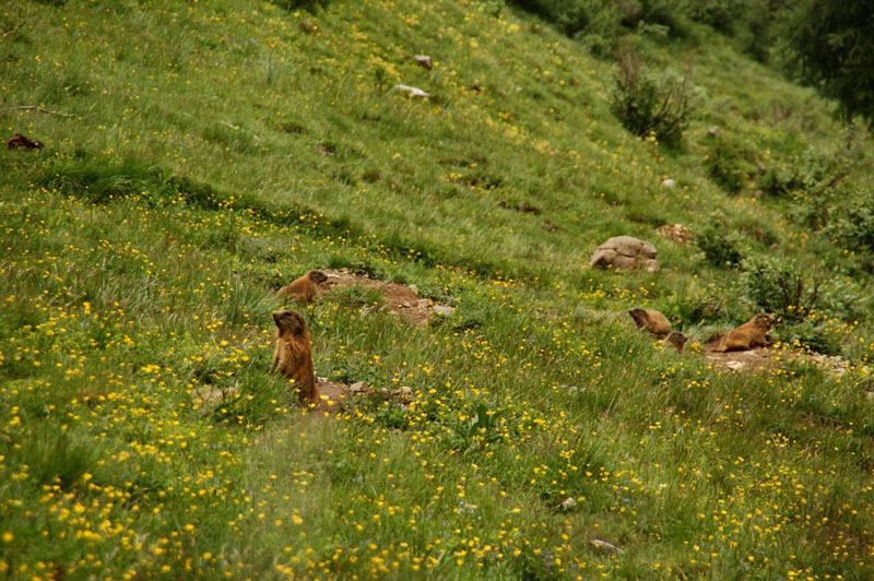 Marmotte del Monte Viezzena