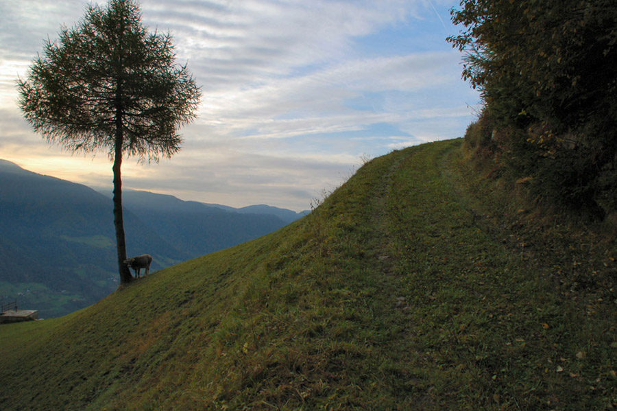 montagna e caprette