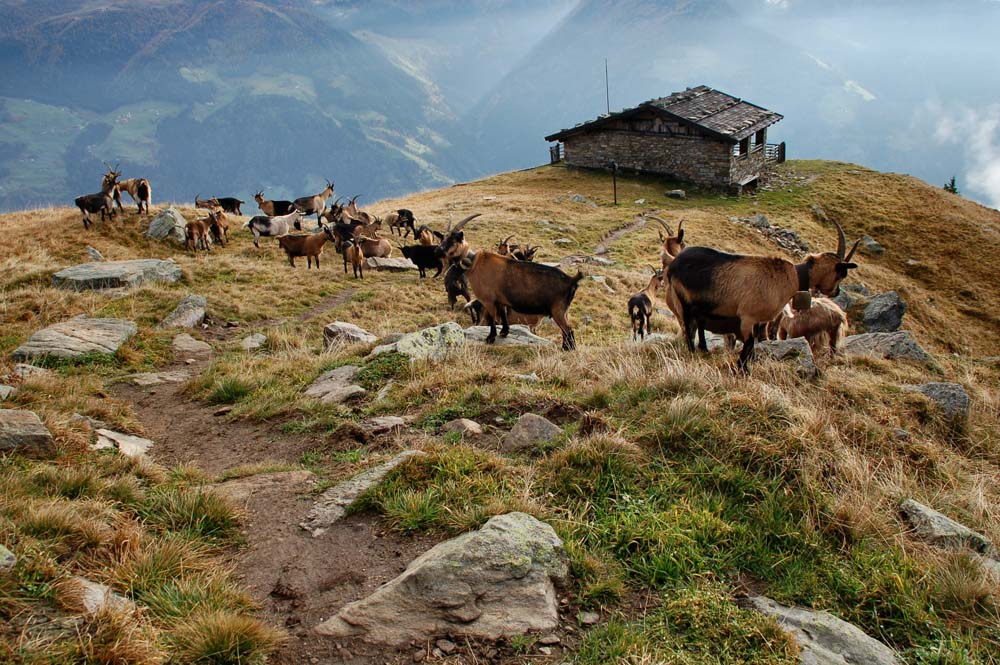 montagna e caprette