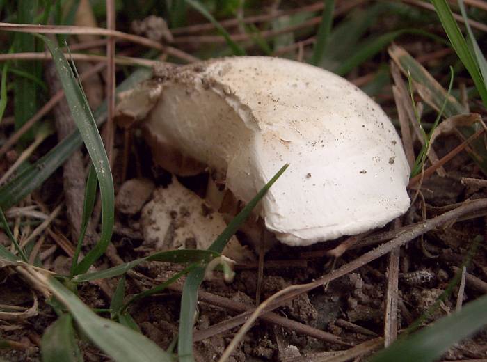 Agaricus