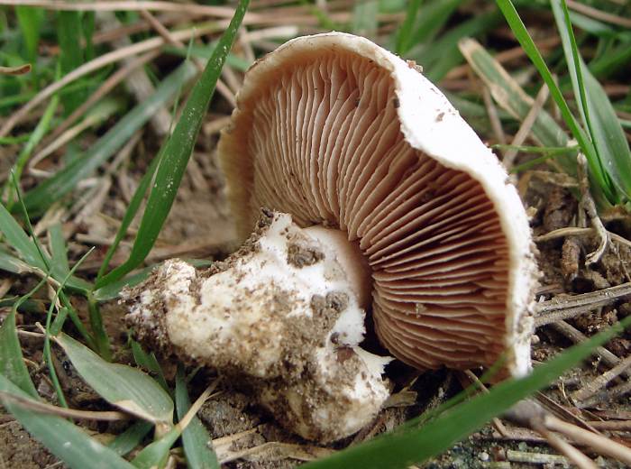 Agaricus