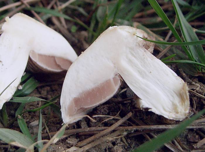 Agaricus