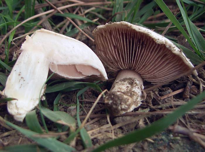 Agaricus