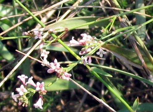 Asperula cynanchica