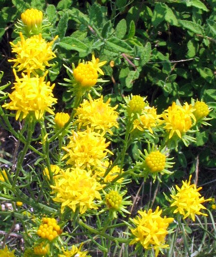 Galatella linosyris (=Aster linosyris) / Spilli d''oro