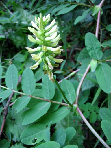 Astragalus glycyphyllos / Falsa liquerizia