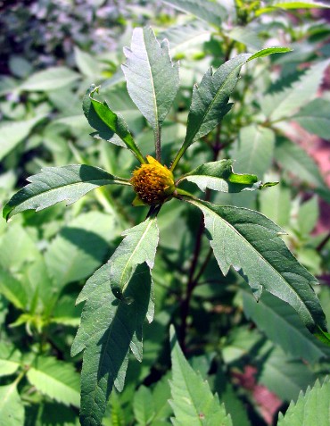 Bidens frondosus / Forbicina peduncolata