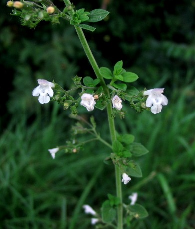 Calamintha nepeta