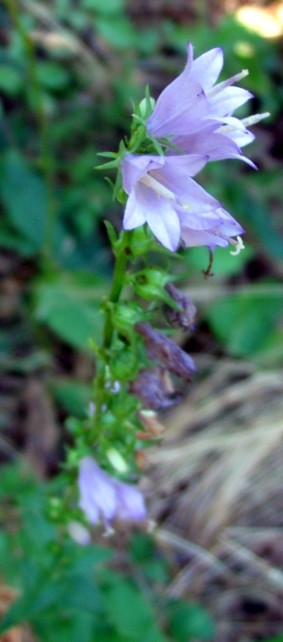 Campanula bononiensis