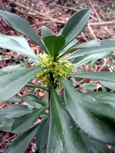 Daphne laureola / Dafne laurella