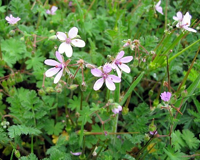 Erodium cicutarium / Becco di Gr comune