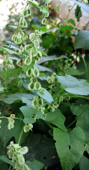 Fallopia dumetorum