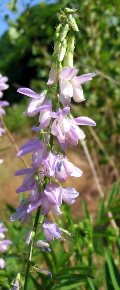 Galega officinalis / Capraggine avanese