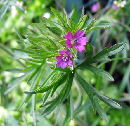 Geranium columbinum & Geranium dissectum