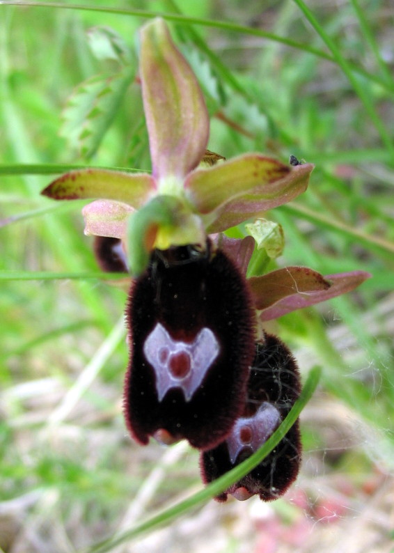 Ophrys benacensis