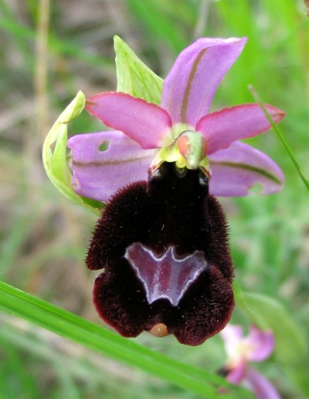 Ophrys benacensis