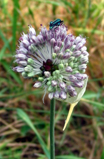 Allium sardoum / Aglio di Sardegna