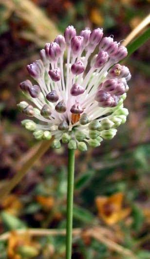 Allium sardoum / Aglio di Sardegna