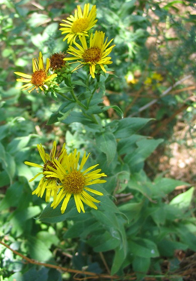 Inula hirta