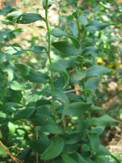 Inula hirta