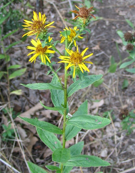 Inula spiraeifolia