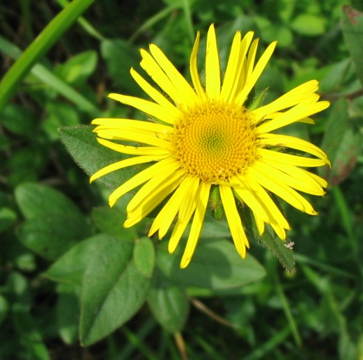 Inula hirta