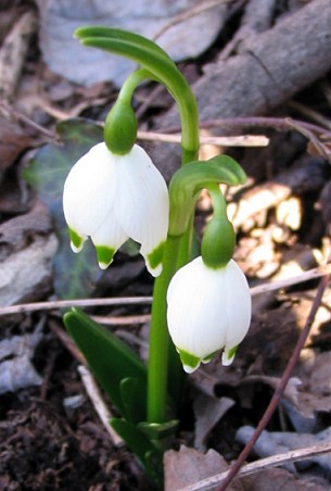 Leucojum vernum / Campanelle comuni