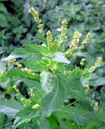 Mercurialis annua / Mercorella comune