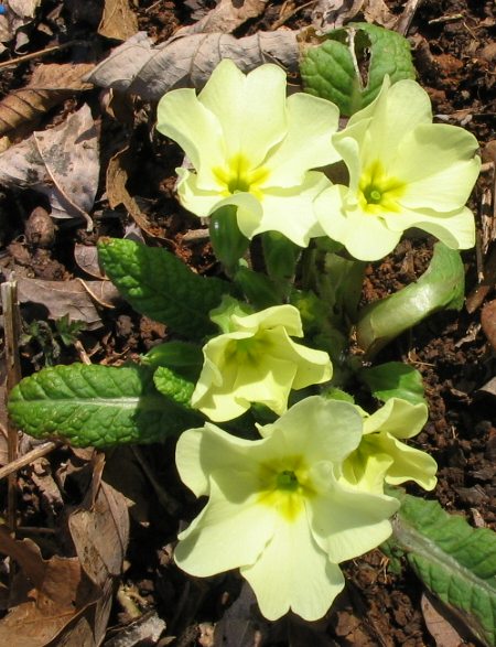 Primula vulgaris (=acaulis) / Primula comune