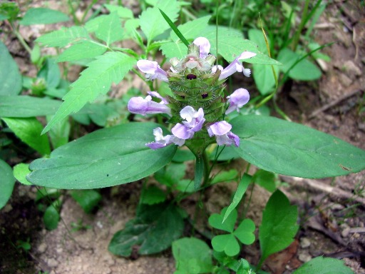 Prunella vulgaris / Prunella comune