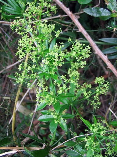 Rubia peregrina / Robbia selvatica