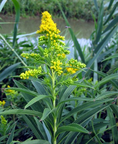 Solidago gigantea