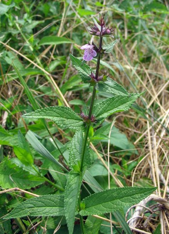 Stachys palustris / Bentonica palustre