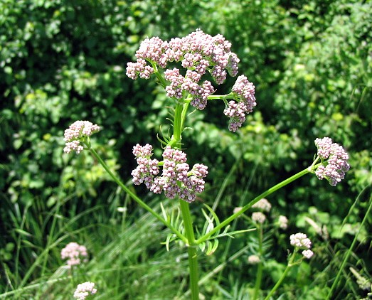 Valeriana officinalis / Valeriana comune