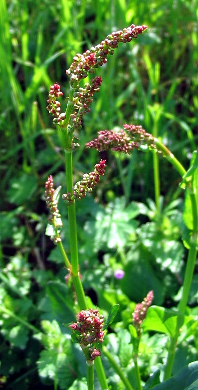 Rumex acetosa?