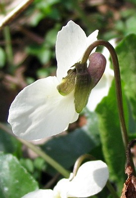 Viola alba  / Viola bianca