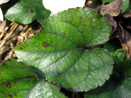 Viola alba  / Viola bianca