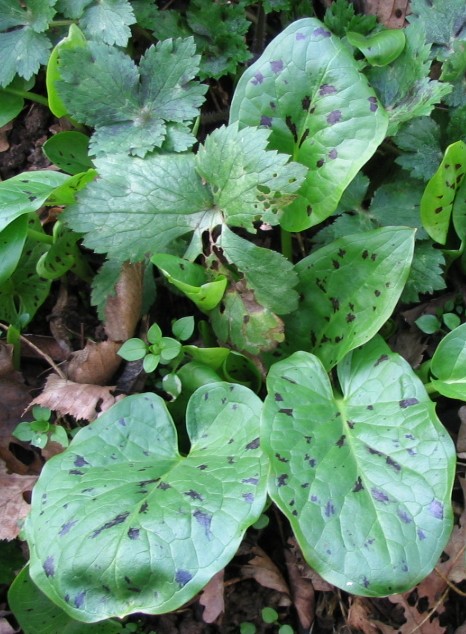 Arum maculatum / Gigaro scuro