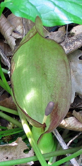 Arum maculatum / Gigaro scuro