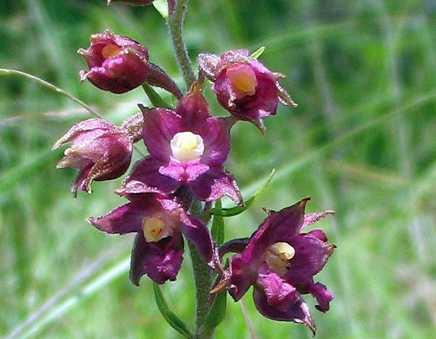 Epipactis atrorubens