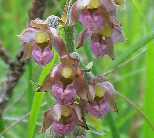 Epipactis atrorubens