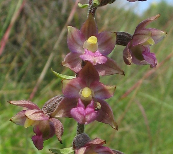 Epipactis atrorubens