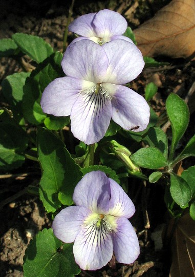 Viola canina / Viola selvatica